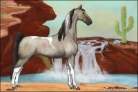 Horse Color:Liver Red Dun Roan Tobiano