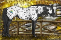 Horse Color:Black Appaloosa 