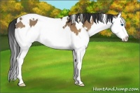 Horse Color:White Spotted Brown Dun Splash 
