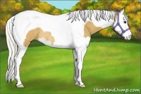 Horse Color:Silver Buckskin Splash Tobiano Rabicano