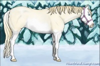 Horse Color:Buckskin Pearl Dun Splash Rabicano 