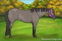 Horse Color:Grullo Varnish 