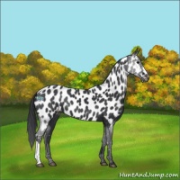 Horse Color:Black Appaloosa