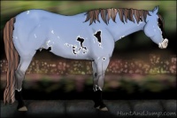 Horse Color:Painted White Spotted Buckskin Dun Splash 