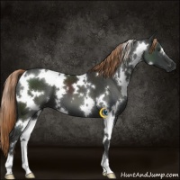 Horse Color:White Spotted Liver Chestnut 