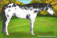 Horse Color:White Spotted Black Splash Frame Appaloosa
