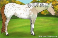 Horse Color:Red Dun Ice Tobiano Appaloosa 