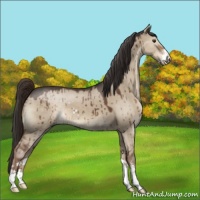 Horse Color:Liver Red Dun Roan Sabino 
