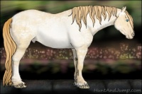 Horse Color:Buckskin Ice Pearl 