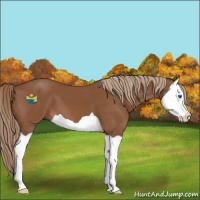 Horse Color:Chestnut Splash 