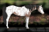 Horse Color:White Spotted Bay Ice Appaloosa