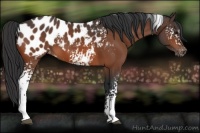 Horse Color:White Spotted Bay Appaloosa