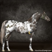 Horse Color:White Spotted Liver Chestnut Appaloosa 