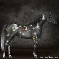 Horse Color:White Spotted Liver Chestnut Rabicano 