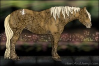 Horse Color:Chestnut Ice Appaloosa 