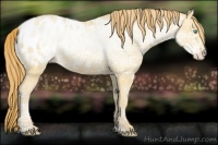Horse Color:Buckskin Ice Pearl Appaloosa 