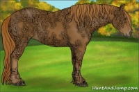 Horse Color:Chestnut Ice 