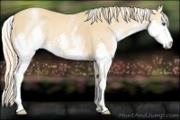 Horse Color:White Spotted Gold Champagne Splash