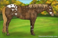 Horse Color:Chestnut Ice Appaloosa 