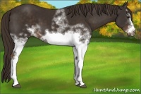 Horse Color:White Spotted Liver Chestnut Frame