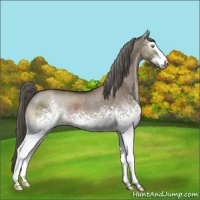 Horse Color:White Spotted Liver Red Dun Sabino Rabicano