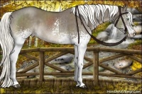 Horse Color:White Spotted Liver Red Dun Brindle 