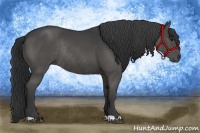 Horse Color:Black Rabicano