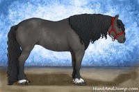 Horse Color:Black Rabicano 