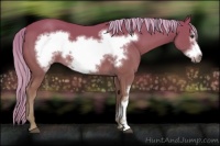 Horse Color:Chestnut Frame 