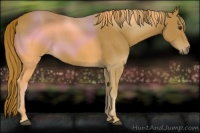 Horse Color:Chestnut Sabino 