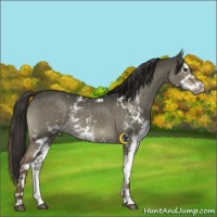 Horse Color:Liver Red Dun Sabino 