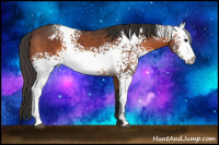 Horse Color:White Spotted Brown Appaloosa