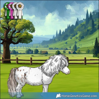 Horse Color:White Spotted Bay Appaloosa
