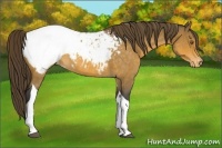 Horse Color:Buckskin Roan Tobiano Snowcap 