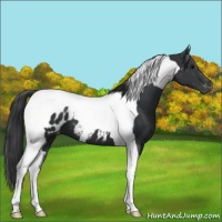 Horse Color:Black Tobiano Appaloosa 