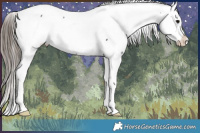 Horse Color:Black Tobiano Appaloosa 