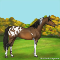 Horse Color:Gray Buckskin Tobiano Appaloosa 