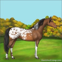 Horse Color:Bay Tobiano Appaloosa 