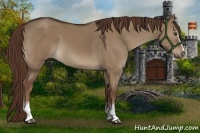 Horse Color:White Spotted Liver Red Dun 