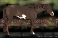 Horse Color:Liver Chestnut Frame 