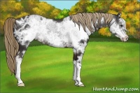 Horse Color:Liver Chestnut Ice Frame 