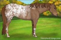 Horse Color:Chestnut Ice Rabicano