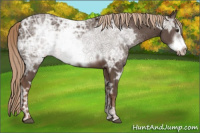 Horse Color:Liver Chestnut Ice Frame