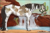 Horse Color:White Spotted Liver Red Dun
