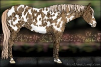 Horse Color:Palomino Ice Frame Appaloosa 