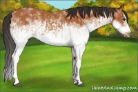 Horse Color:White Spotted Bay Splash  and White Spotted Bay Splash Frame 