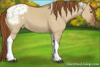 Horse Color:Red Dun Tobiano Appaloosa Rabicano 
