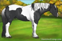 Horse Color:Black Tobiano 