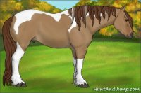 Horse Color:Gray Red Dun Tobiano 