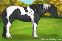 Horse Color:Black Tobiano 
